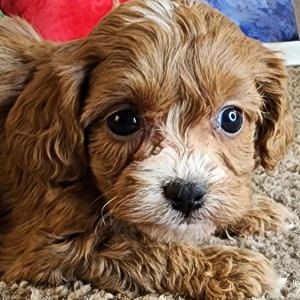 Cavapoo Puppy Greta