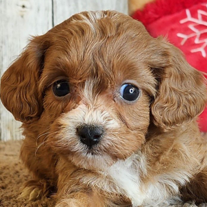 Cavapoo Puppy Greta