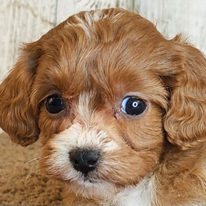 Cavapoo Puppy Greta