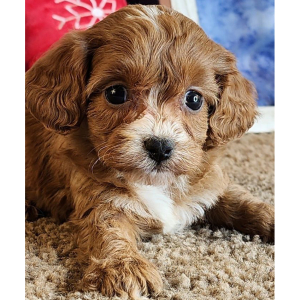 Cavapoo Puppy Greta