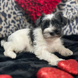 Miniature Schnauzer Puppy Buddy