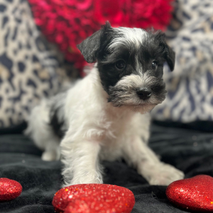 Miniature Schnauzer Puppy Buddy
