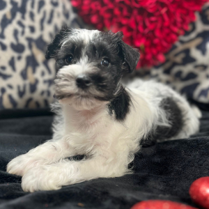 Miniature Schnauzer Puppy Buddy