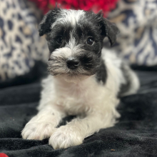 Miniature Schnauzer Puppy Buddy