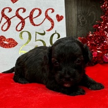 Havanese Puppy Nathan
