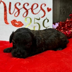 Havanese Puppy Nathan
