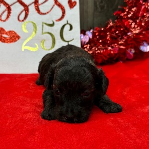 Havanese Puppy Nathan