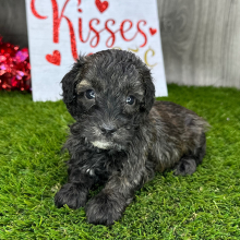 Havanese Puppy Nathan