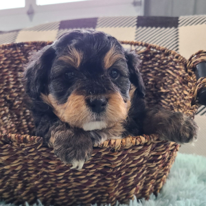 Aussiedoodle Puppy Zion
