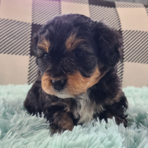 Aussiedoodle Puppy Zion