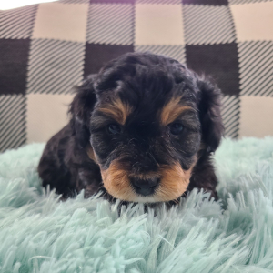 Aussiedoodle Puppy Zion