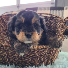 Aussiedoodle Puppy Zion