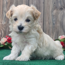 Maltipoo Puppy Finley