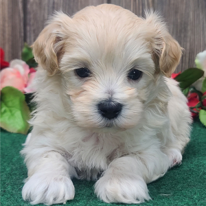 Maltipoo Puppy Finley