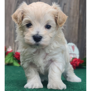 Maltipoo Puppy Finley