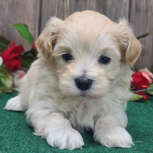 Maltipoo Puppy Finley