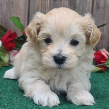 Maltipoo Puppy Finley