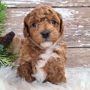 Poodle Puppy Titan