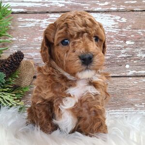 Poodle Puppy Titan