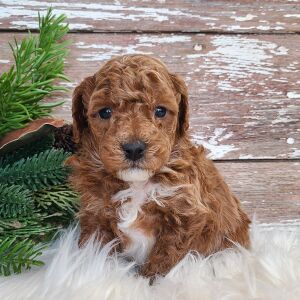 Poodle Puppy Titan
