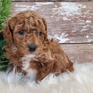 Poodle Puppy Titan