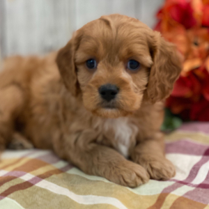 Cavapoo Puppy Henri