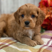 Cavapoo Puppy Henri