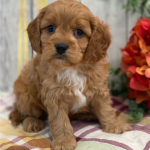 Cavapoo Puppy Henri