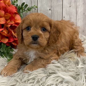 Cavapoo Puppy Henri