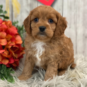 Cavapoo Puppy Henri