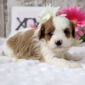 Cavapoo Puppy Blossom