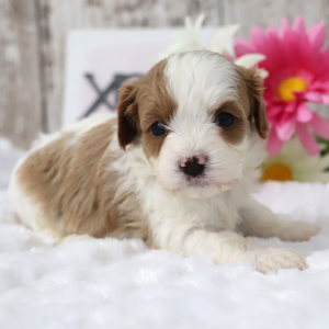 Cavapoo Puppy Blossom