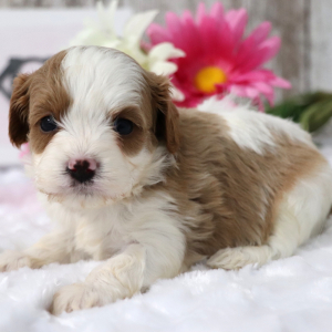 Cavapoo Puppy Blossom