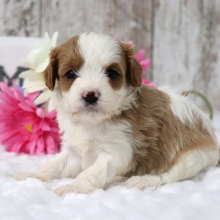 Cavapoo Puppy Blossom