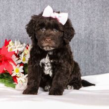 Portuguese Water Dog Puppy Kai
