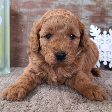 Goldendoodle Puppy Haley