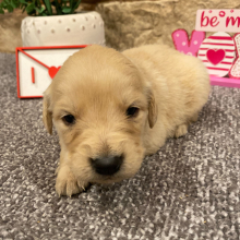 Golden Retriever Puppy Lulu