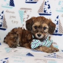 Aussiedoodle Puppy Boz