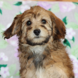 Aussiedoodle Puppy Bonnie