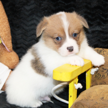 Pembroke Welsh Corgi Puppy Axle