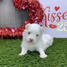 Havanese Puppy Pearl