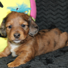 Dachshund Puppy Jayla