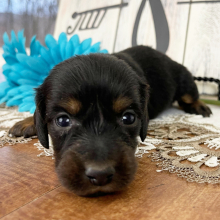 Dachshund Puppy Jane
