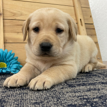 Labrador Retriever Puppy Candy