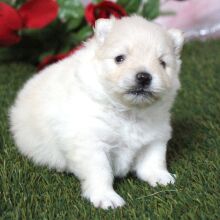 Pomeranian Puppy Asher