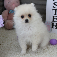 Puppy