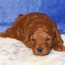 Poodle Puppy Ryder