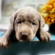 Labrador Retriever Puppy Padron Chubbs