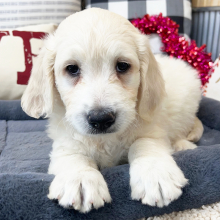 Goldendoodle Puppy Ava
