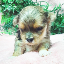 Morkie Puppy Love
